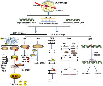 DNA damage response-related ncRNAs as regulators of therapy resistance in cancer